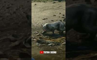 Pumacougar Attack reddeadredemption2 rdr2 arthurmorgan rockstargames steam