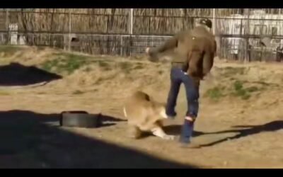 @buckshotbarber When the Cougar attacks in Red Dead Online. #reddeadredemption2o…