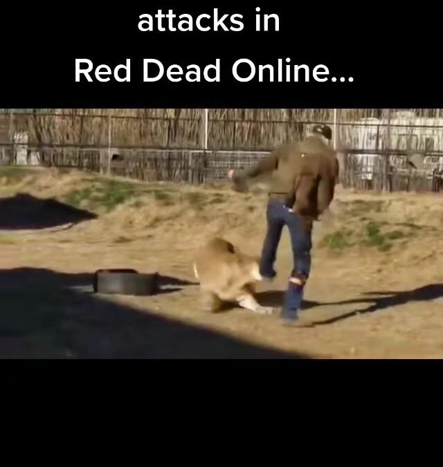 @buckshotbarber When the Cougar attacks in Red Dead Online. #reddeadredemption2o…